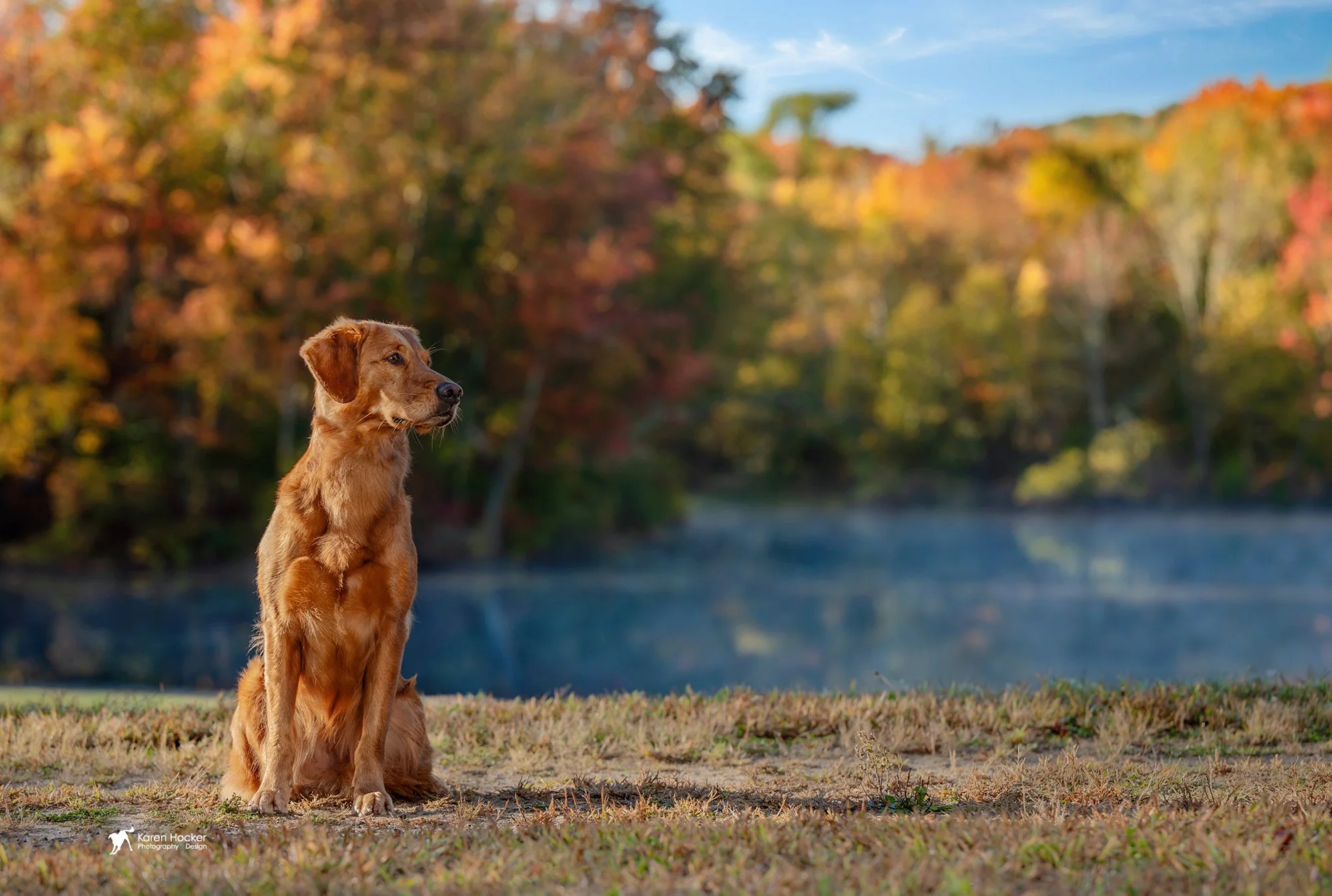 Kiwi — Rifka Retrievers